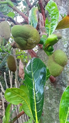 Traditional Tribal Cooking & Food | Real Tribal Life in the Hills | #tribalculture