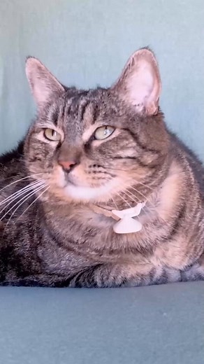 Penny’s Bacon sock! | Penny The Cat