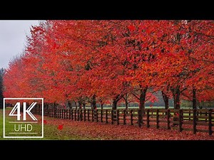 [3 HOURS] 4K Animated Screensaver with Soothing Music - Fall Foliage - Part #5