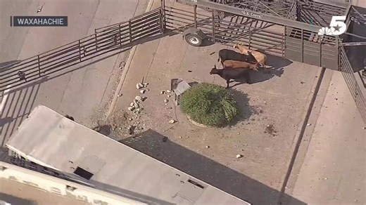 Tractor hauling livestock crashes off road in Waxahachie
