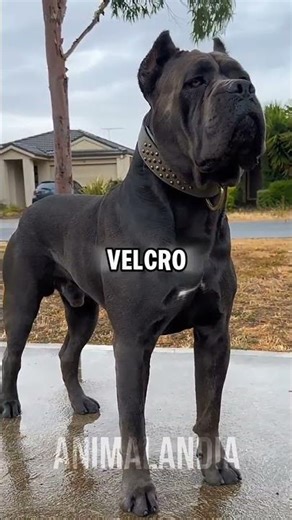 The most intimidating dog breed, Meet the KING CORSO #canecorso