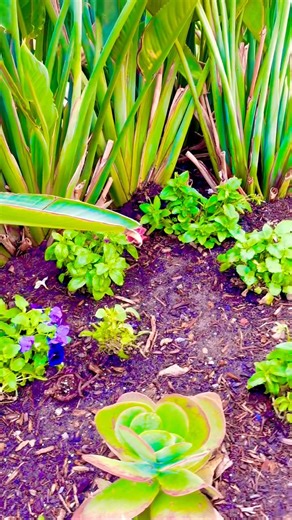Glenelg garden 🪴 #glenelg #garden #nature #naturelover #flowers