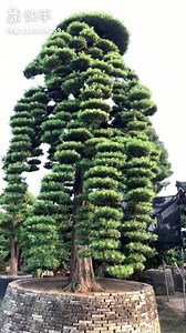 Beautiful tree | Amazing World