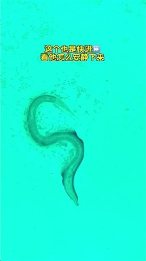 紫外线灯的杀伤力到底有多强，一照微生物的世界真的就安静了吗 #紫外线消毒灯#实验 #微生物 #显微镜下的世界 #内容启发搜索