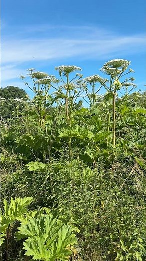 🌿 Gigant wśród chwastów! To barszcz Sosnowskiego