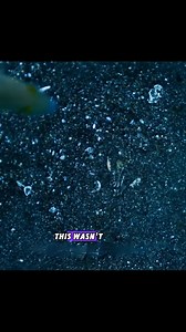 Rabbit fishs #animals #rabbit #fish #rabbitfish | Animal Documentary