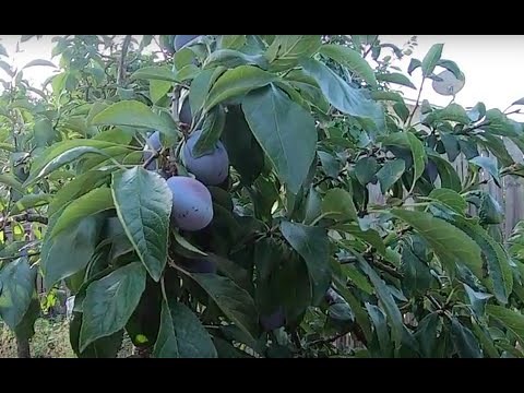Growing Plums in Oregon: Harvesting, Pruning, Propagating from Seed, and More