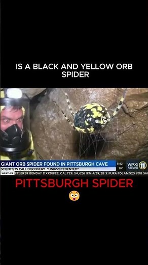 BREAKING: Scientists Discover "Giant" Spider in Western PA Cave 🕷️🚨