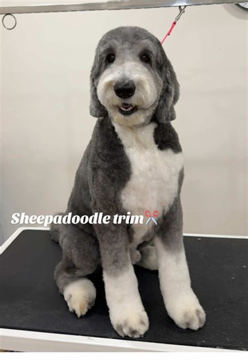 XL Sheepadoodle transformation ✨ A very energetic and sweet boy, Hobbes 💕 3/4 body& legs, 7/8 face ✂️ Kept slightly longer to suit the owner’s preferences and grooming schedule. #asmr #doggrooming #sheepadoodle #doglovers #fyp