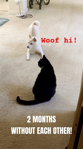 Shiba Inu reunites with her cat sister after 2 months apart 😭