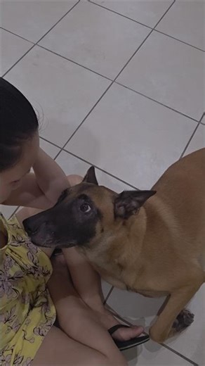 You're mama's always baby dog Colette #belgianmalinois