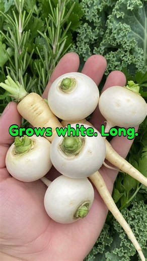 Fastest-Growing Superfood You Can Grow Indoors #antiaging #superfoods #biochemistry #healthyfood