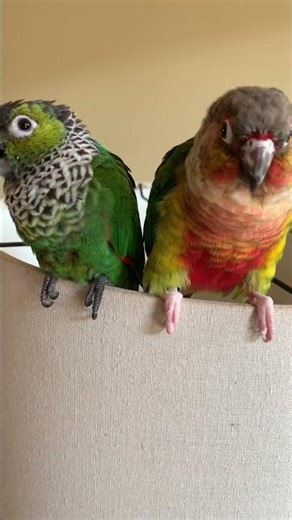 Talking conure parrots: kiss and be nice