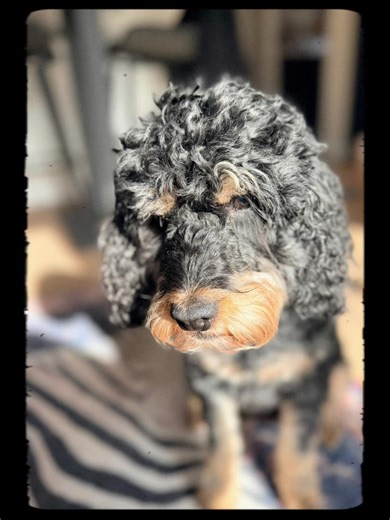 Massage day for lovely Ruby and beautiful Mabel. Nearly a year on from Ruby’s surgery, it’s incredible to see how far she’s come. Ongoing massage therapy is proving massively beneficial in managing any tightness or muscle spasms that occasionally occur. Regular treatment helps maintain mobility, reduce discomfort and support her overall recovery journey. Mabel enjoyed a calming relaxation massage. Being blind, tactile stimulation is especially important for her. Massage helps with circulation, r