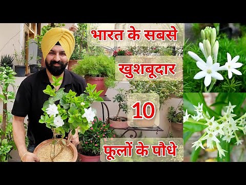 Top 10 Fragrant/Aromatic/Scented permanent flower plants India, भरत के 10 खुसबूदार फूलों वाले पौधे