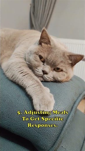5 Smart Cat Behaviors That Secretly Solve Daily Problems #catfacts #catbehavior #shorts