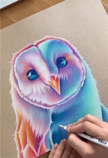 Drawing a barn owl full of colours