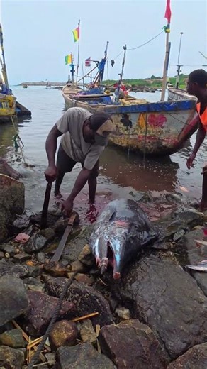 BLUE Marlin Cutting Looks AMAZING on a Perfect Day