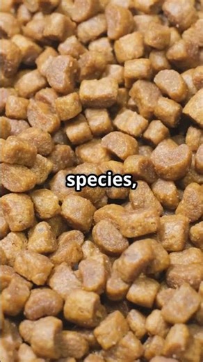 The Surprising Economic Impact of Fish Food