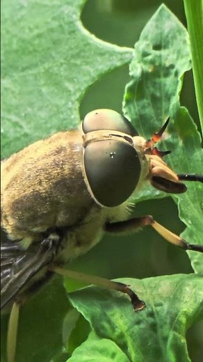 Horsefly close up 4k video | Large horse fly macro