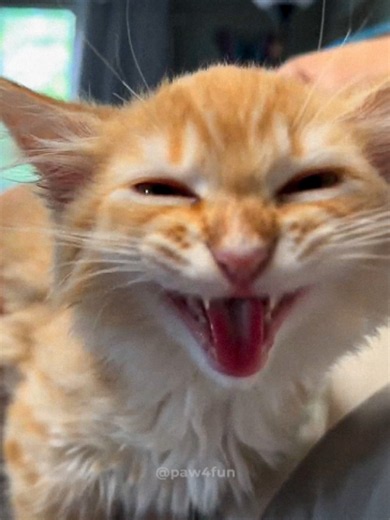 Weird Cat Sounds: Funny Cat Vocalizations Compilation