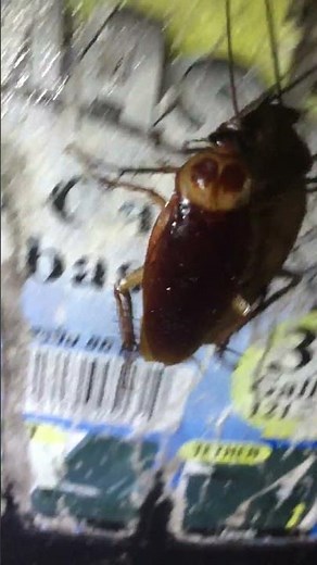 Gruesomely Large Sarasota Pest Palmetto Bug (American Cockroach) Crawls into Your Trash Can
