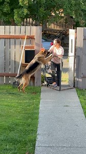 Welcome home!! #gsd #germanshepherd #dog #dogandbaby #baby #welcomehome | Fluffbutt Remy