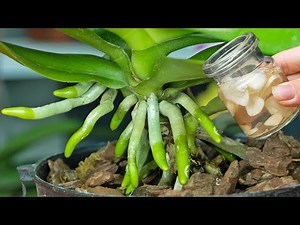 Old orchids quickly take root and bloom thanks to this trick