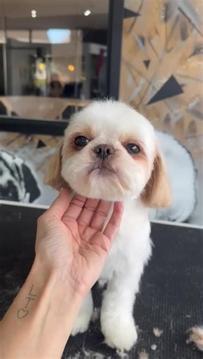 Fresh Cut & A New Bestie 🎀 ​Rio had her very first groom with Rhiana last week & it’s safe to say it was love at first sight! Rio walked out looking like a tiny queen, and Rhiana is officially obsessed with her. 🐾✨ #stunning #shihtzu #slayqueen #fyp