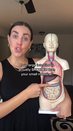 How long your small intestine really is
