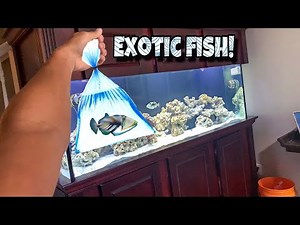 Buying CRAZY TRIGGERFISH For My Aquarium!!