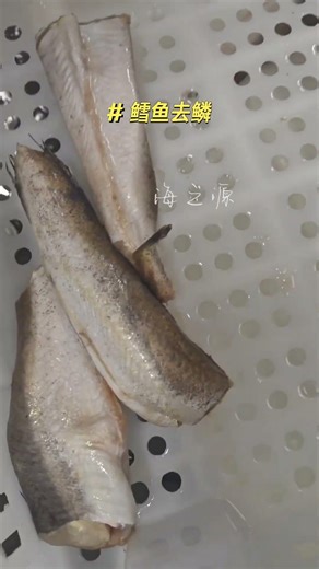 Fish Scaling Machine #seafoodprocessing #fishprocessing #fillet