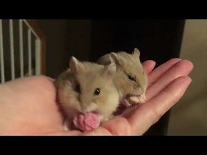 Twin Baby Dwarf Hamsters Munching on their First Treat.