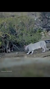 2.6K views · 31 reactions | Wild Cat Big Hunting  | Wildlife Animal Attack | Facebook