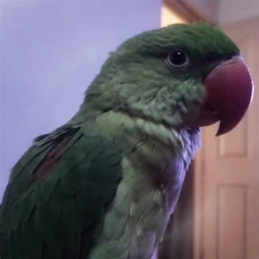 Who's The Best Parrot In The World ? | Montage ALQUIMIA