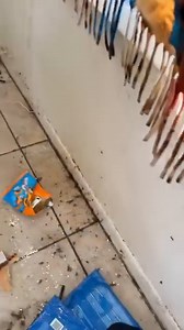 Learn DIY methods and professional solutions to safely manage cockroaches at home. | Info Scope