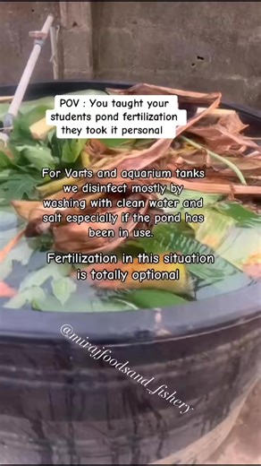 6.8K views · 62 reactions | POND PREPARATION FOR NEW PRODUCTION. There’s absolutely no need fertilizing varts, tarpaulins and aquarium tanks. All you need to do is to disinfect with clean water and salt (was thoroughly). | Mirajfoodsand_fishery | Facebook