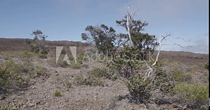 A rugged ohia lehua trees blows gently in the wind, against a stark landscape of rocky volcanic lava fields and a light blue, high mountain sky. Mauna Loa, Volcano, Hawaii Island. Original shot in 6k.