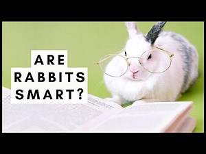 Are Rabbits Smart?
