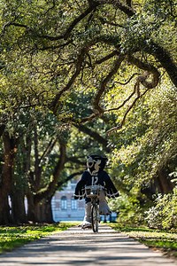Life is better on a bicycle…Rice is proud to welcome Houston BCycle back to campus. Owls are able to purchase discounted monthly subscriptions by signing up with their Rice email address. Take a cycle through our picturesque campus and the city we call home. Check our bio for more information for how to sign up. 🚲 🦉 | Rice University