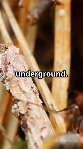 Ants vs Grasshopper Epic Battle!