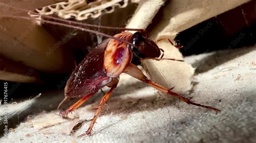 Close-up of a dead brown cockroach lying on its back on a dusty floor near cardboard debris. Detailed macro view highlights legs, antennae, and texture in an indoor pest control context.