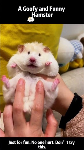 This little hamster made my day better ❤️
