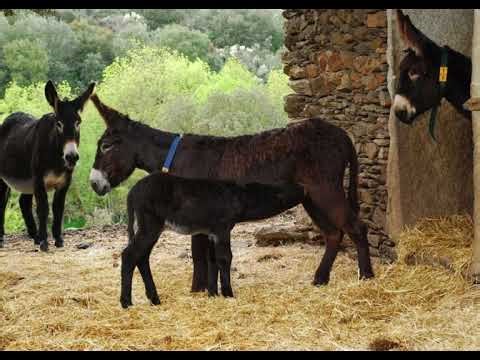Free donkey sounds, free sound effects 3
