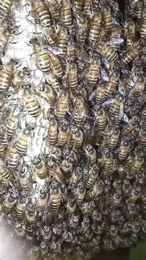 Massive Bee Swarm on Our Showcase #bee