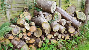 Ditch The Traditional Bird House: Turn An Old Log Into Something Much Cuter