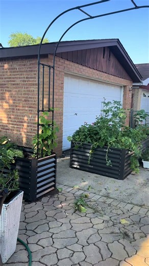 Just wanted to share some garden #asmr with you. This beautiful hummingbird came by to say hello along with these hidden caterpillars and all the beautiful birds in the background. Sorry about the air conditioner and airplanes but hopefully if u tone those noises out you heard the beautiful wind chimes…. Fun fact I planted those amazingly beautiful flowers as bulbs or seeds years ago and years later they have finally arrived. Remember be patient God knows the desires of heart. #asmr #asmrsounds 