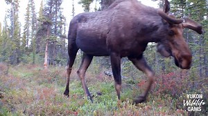 Lots of moose activity amongst a sprinkling of grizzlies, a lynx, and a wolf, in this medley from six weeks in June and July this past summer. #yukonwildlife | Yukon Wildlife Cams