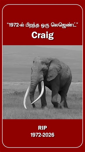 கிரெக் யானை இறந்தது ஏன்? உலக பிரபல சூப்பர் தந்த யானை!#shorts #craig #elephant #facts #tamil