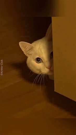 Why is this cat so angry?”😧